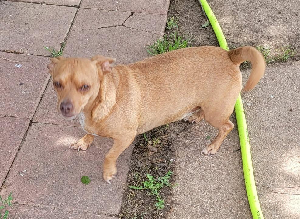 Enlarge Punkin, a Adoptable mixed breed in Van Alstyne, TX image 1/6