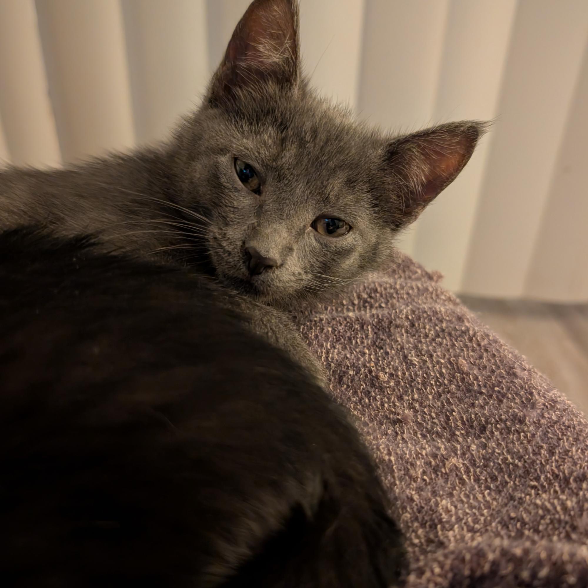 Judy Jetson, adopted, Kitten Female Russian Blue & Domestic Short Hair.