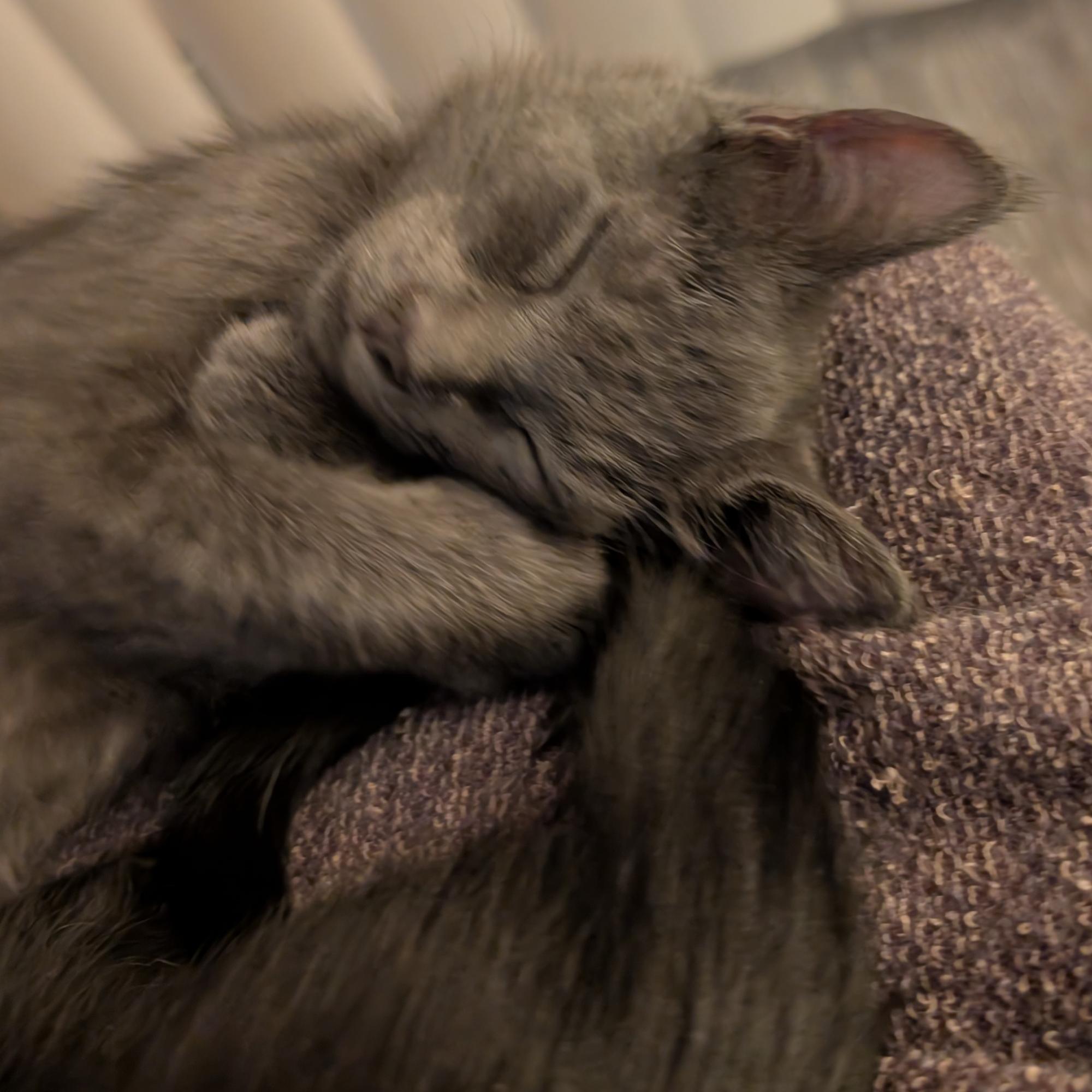 Enlarge Judy Jetson, an adopted mixed breed in Dallas, TX image 2/3