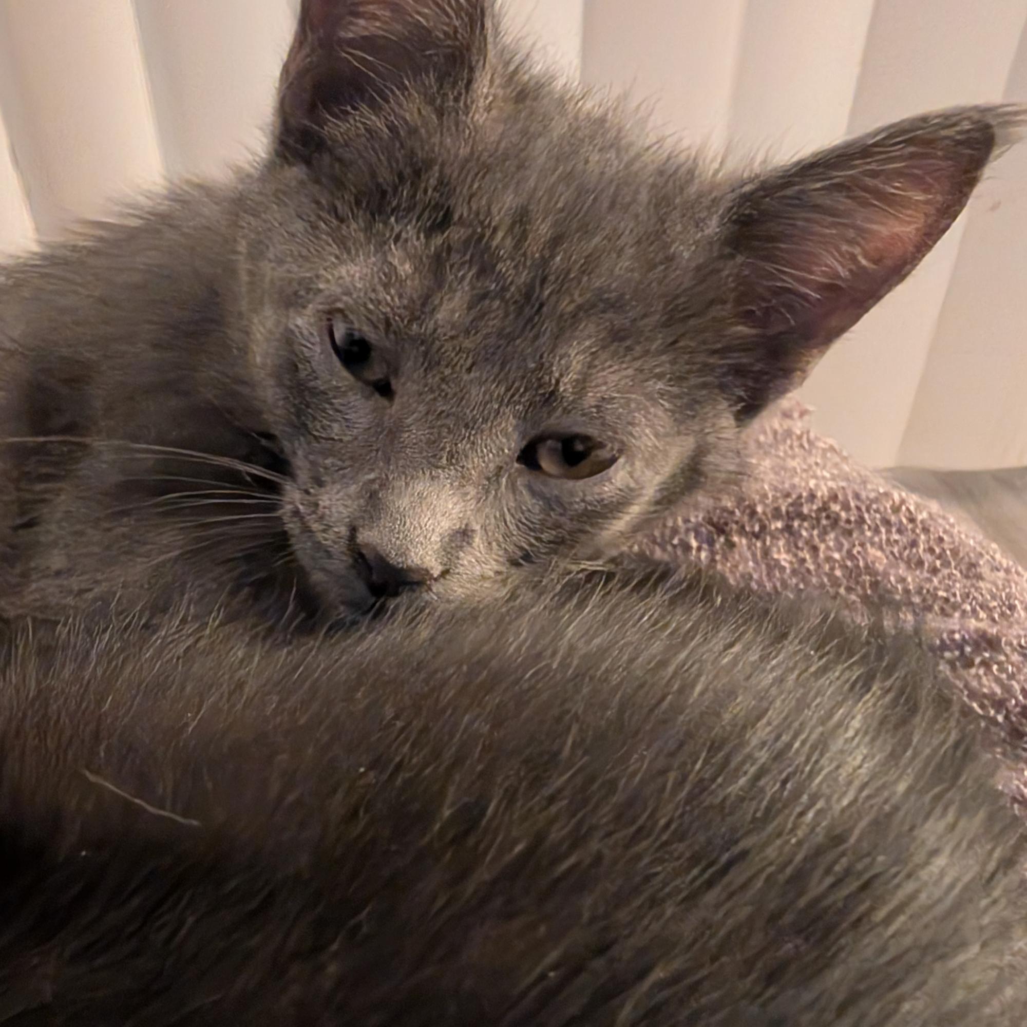 Enlarge Judy Jetson, an adopted mixed breed in Dallas, TX image 3/3