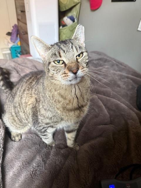 Enlarge Faithful, a Adoptable Tabby in Philadelphia, PA image 4/6