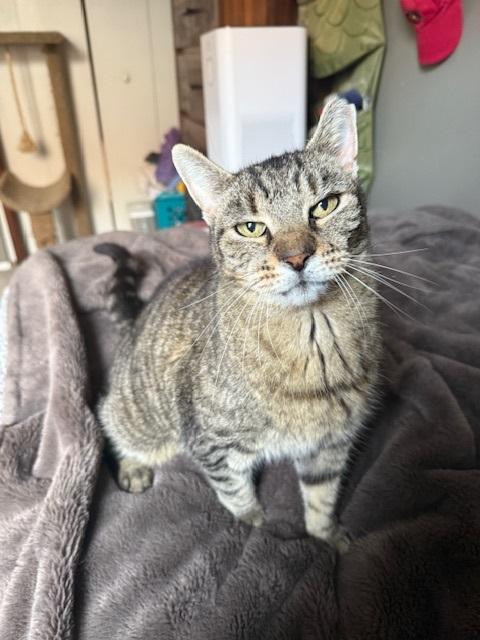 Enlarge Faithful, a Adoptable Tabby in Philadelphia, PA image 5/6