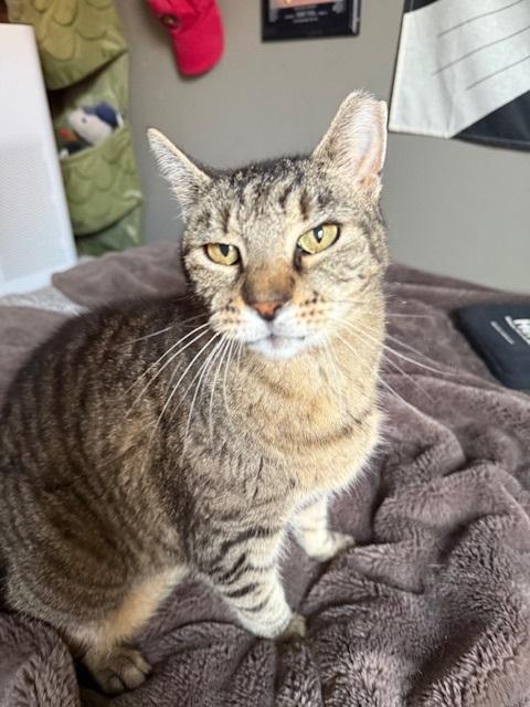 Enlarge Faithful, a Adoptable Tabby in Philadelphia, PA image 6/6