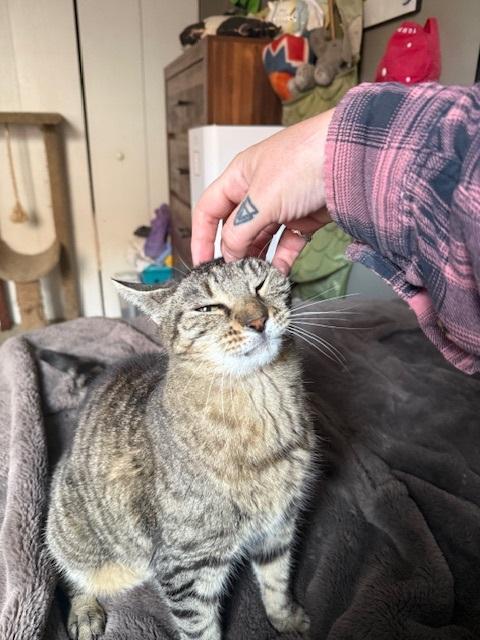 Enlarge Faithful, a Adoptable Tabby in Philadelphia, PA image 3/6