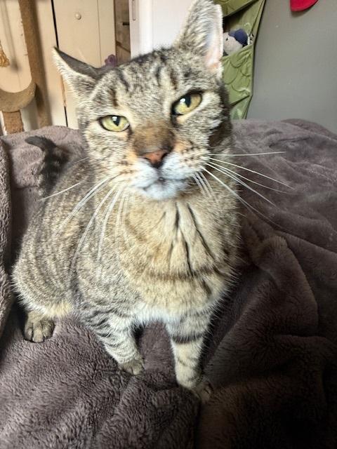 Enlarge Faithful, a Adoptable Tabby in Philadelphia, PA image 2/6