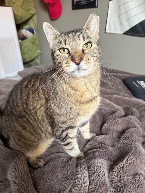 Faithful, Adoptable, Senior Female Tabby.