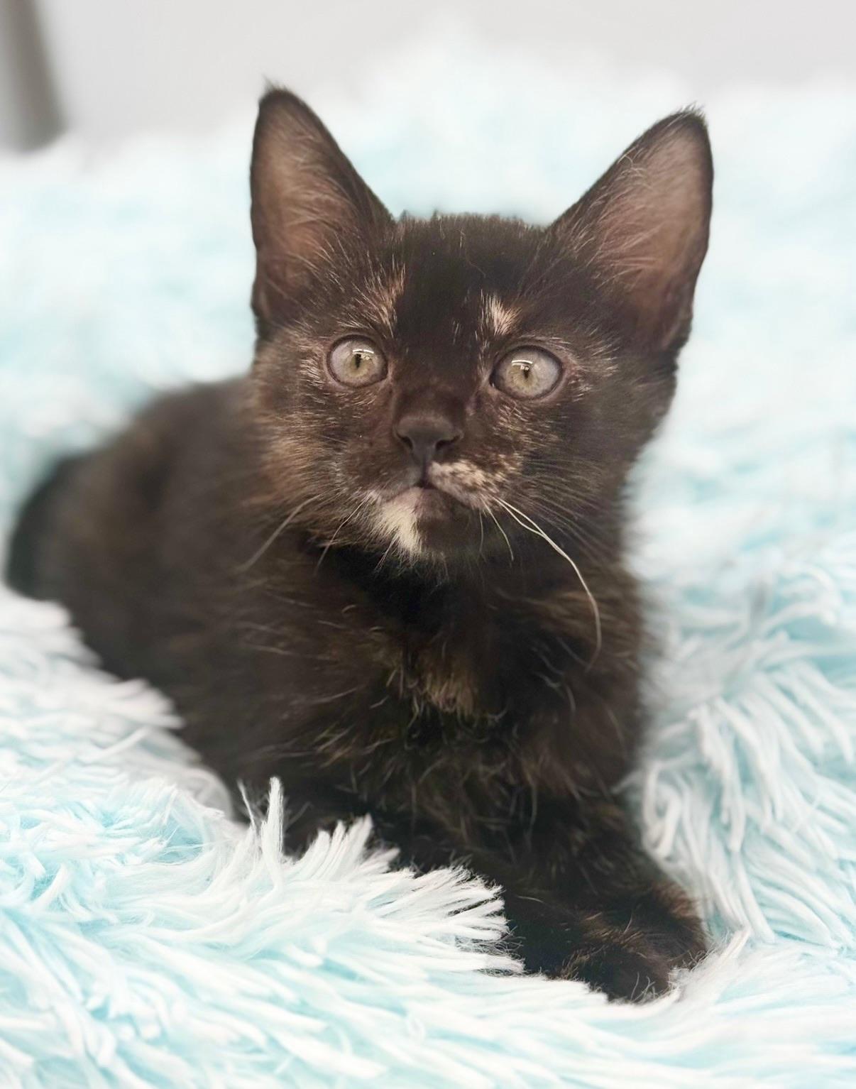 Snuggie, Adoptable, Kitten Female Tortoiseshell.