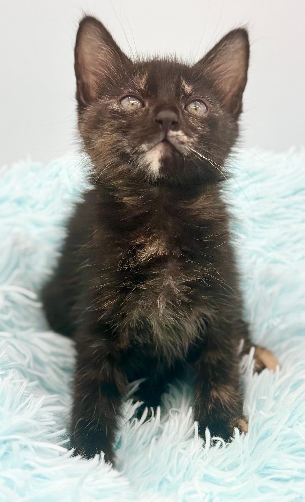 Snuggie, a Adoptable Tortoiseshell in Covington, LA image 3/6