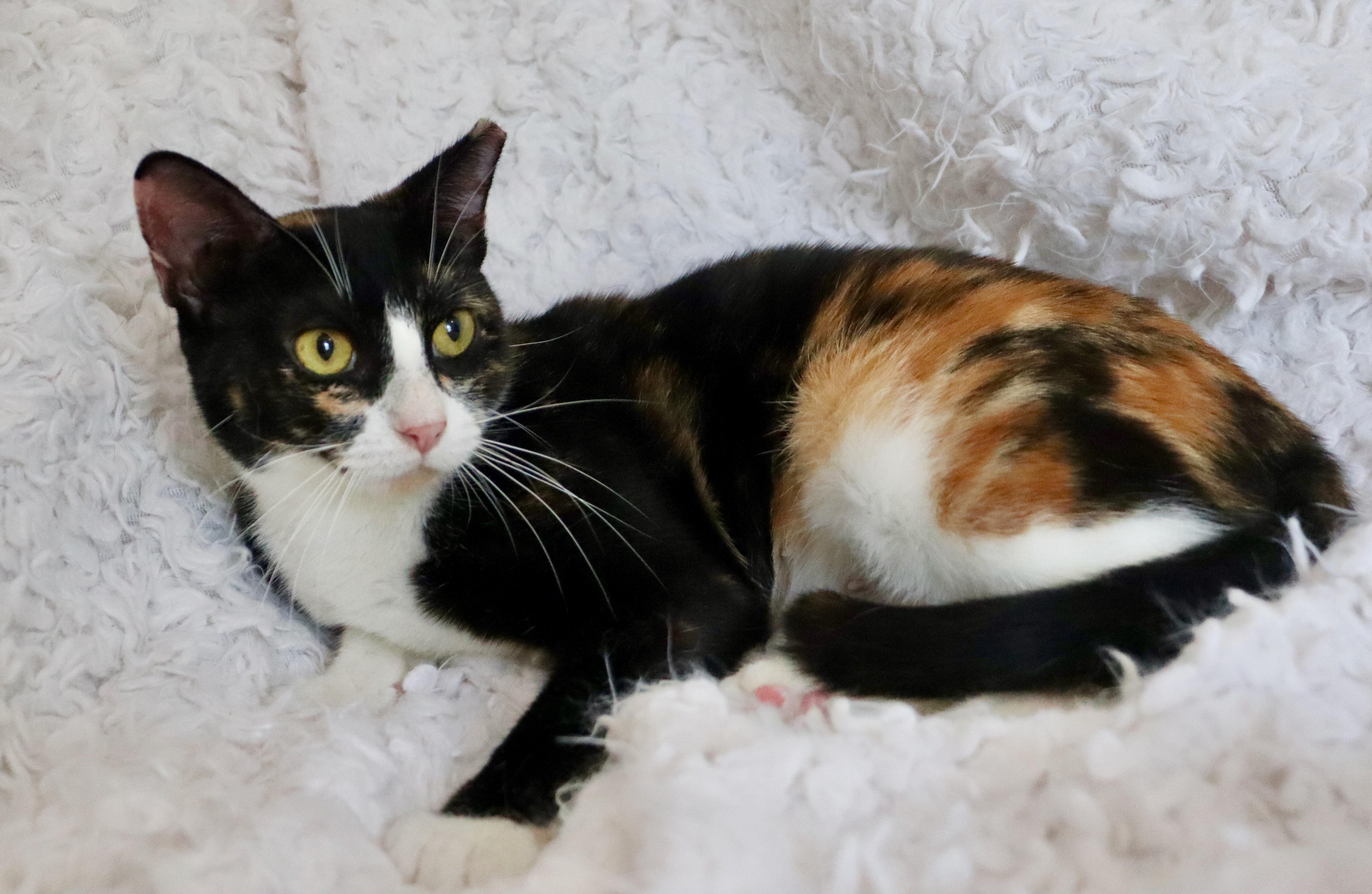 Enlarge Patches, a Adoptable mixed breed in Saint Augustine, FL image 2/4