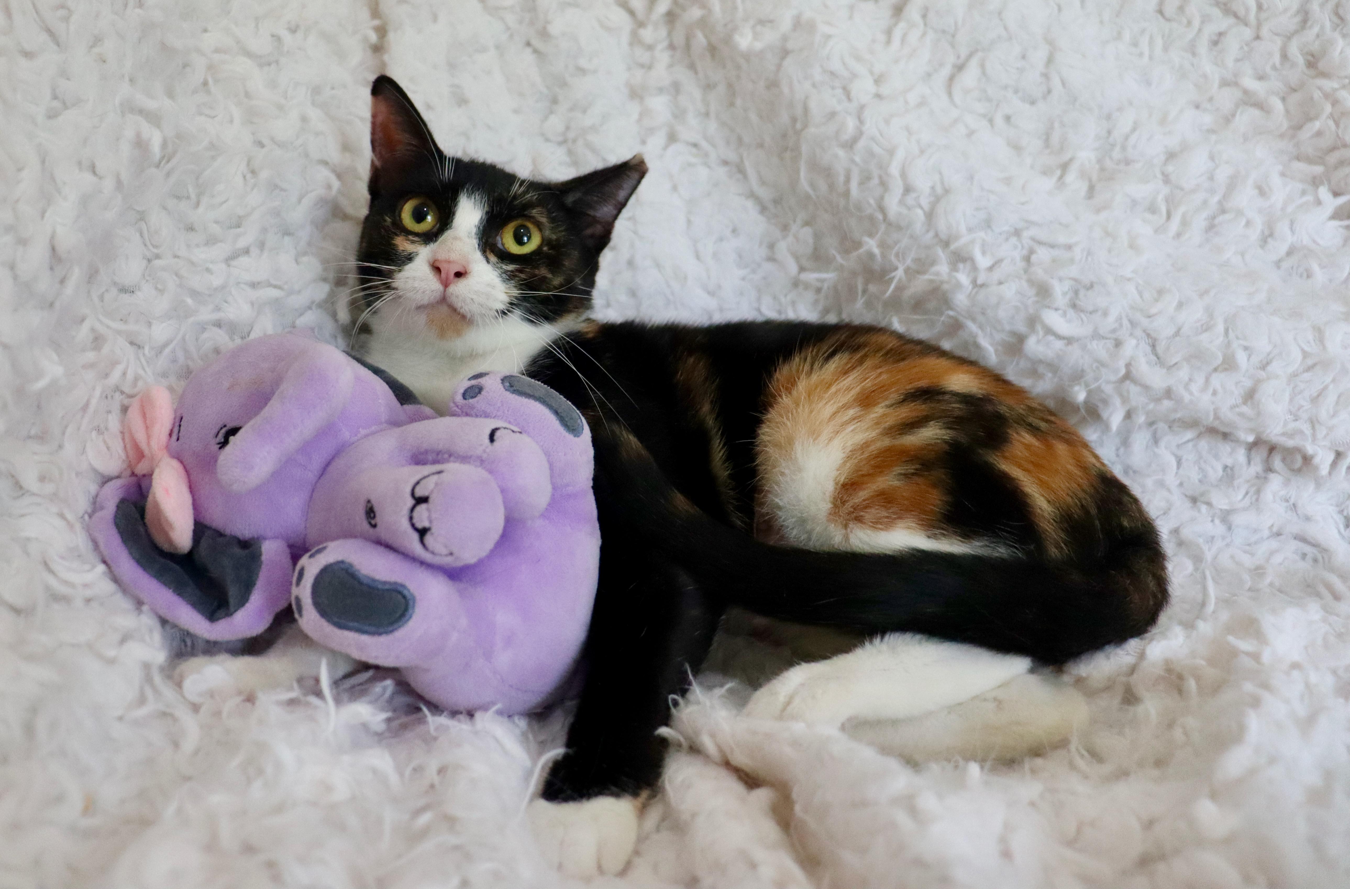 Enlarge Patches, a Adoptable mixed breed in Saint Augustine, FL image 3/4