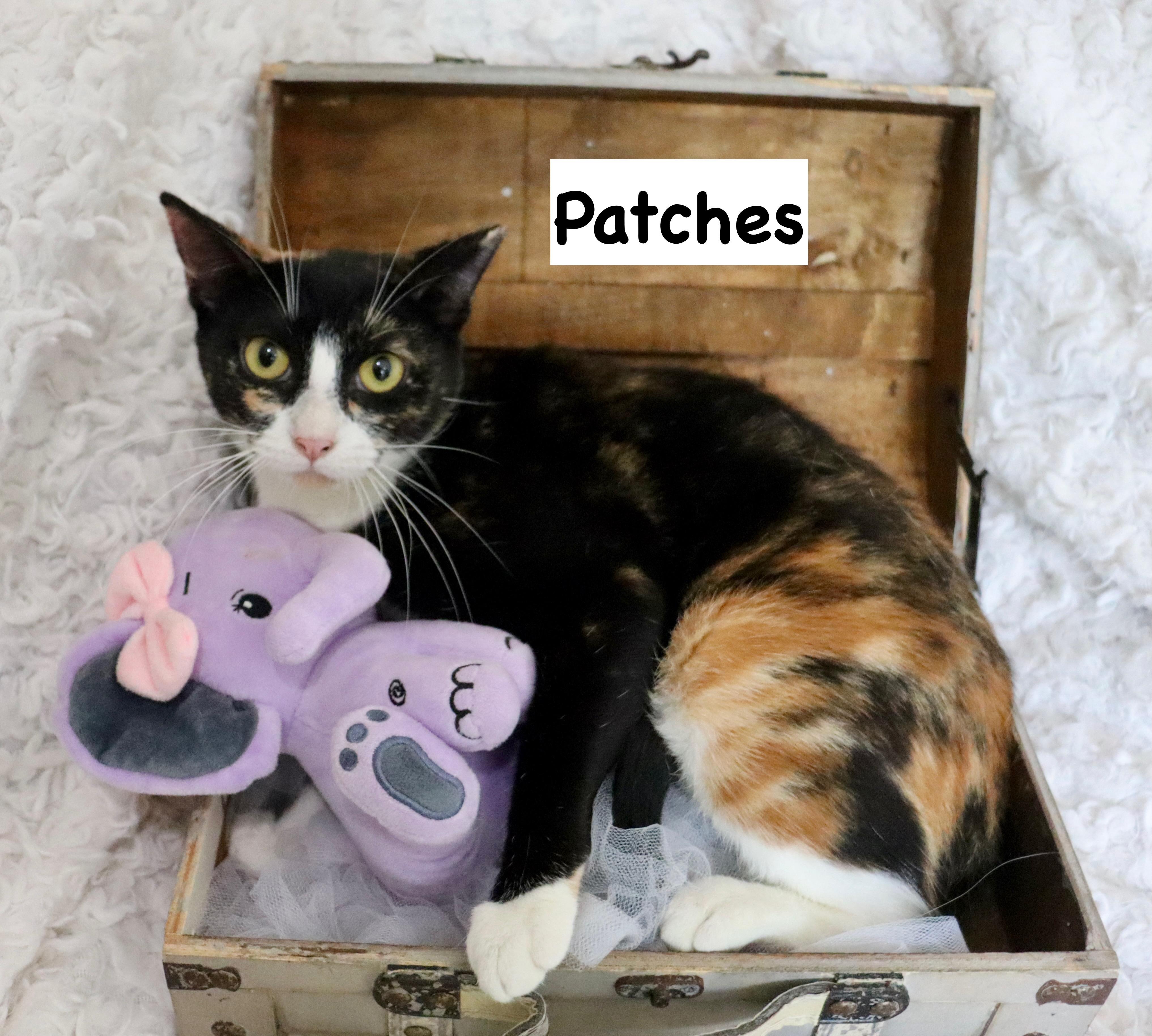 Patches, Adoptable, Young Female Calico.