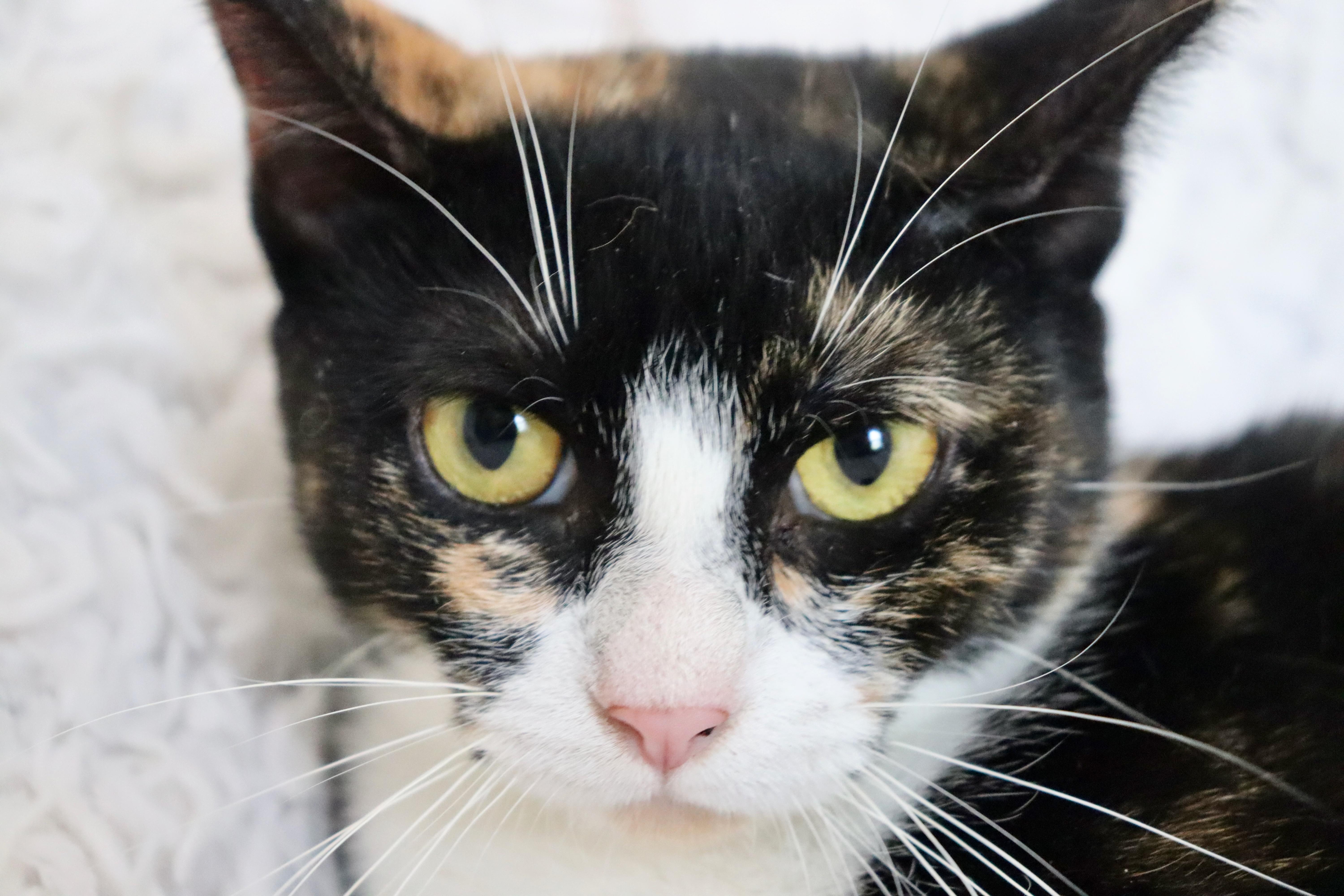 Enlarge Patches, a Adoptable mixed breed in Saint Augustine, FL image 4/4