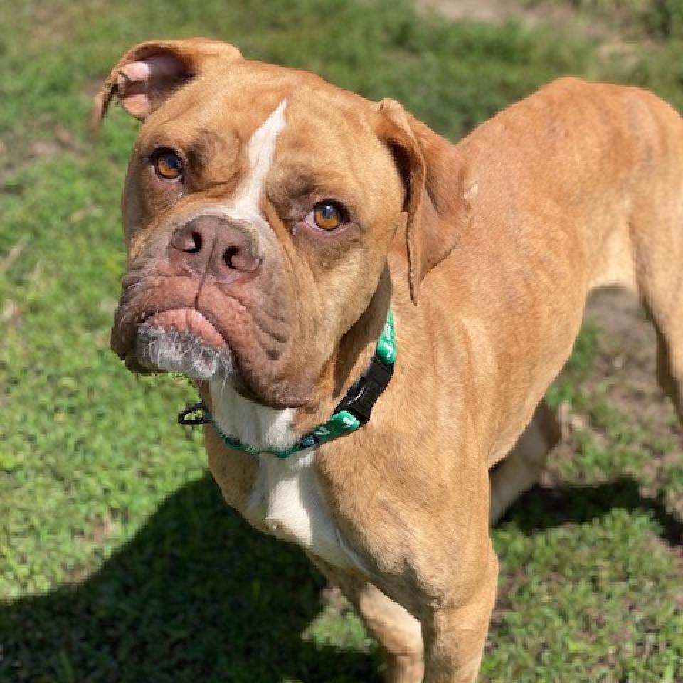 Hank, Adoptable, Adult Male Boxer & Mixed Breed.