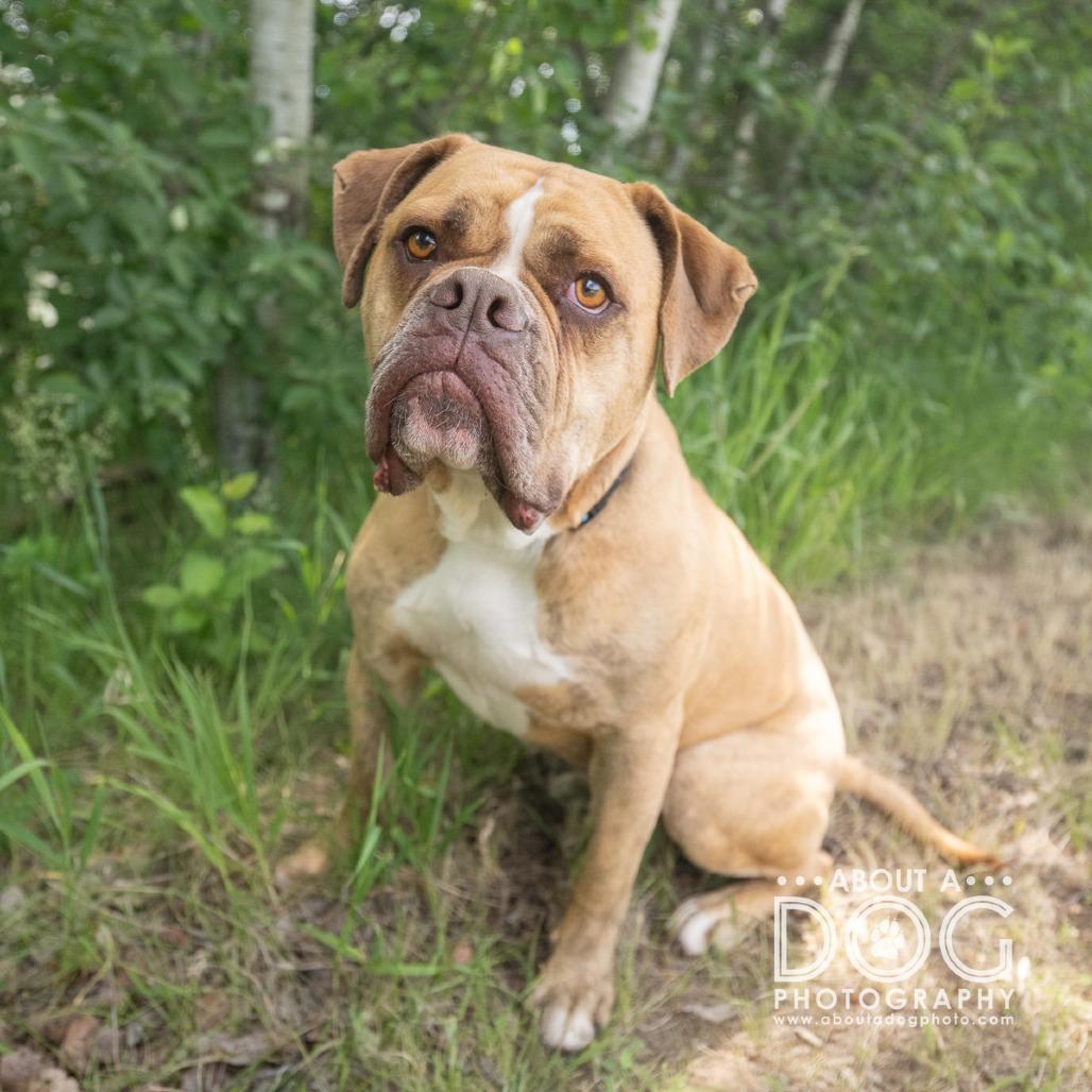 Enlarge Hank, a Adoptable mixed breed in Saint Cloud, MN image 6/6