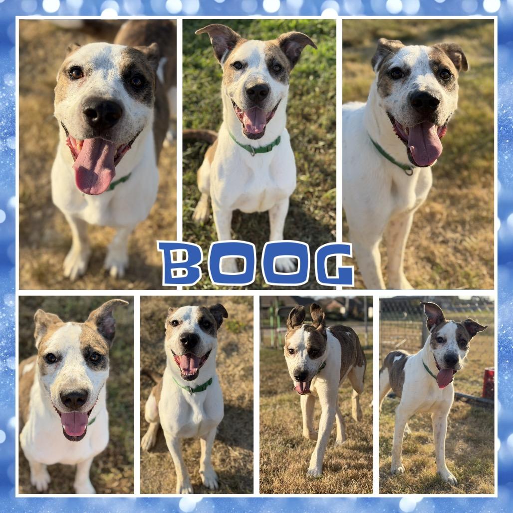 Enlarge Boog, a Adoptable mixed breed in Fort Smith, AR image 1/2