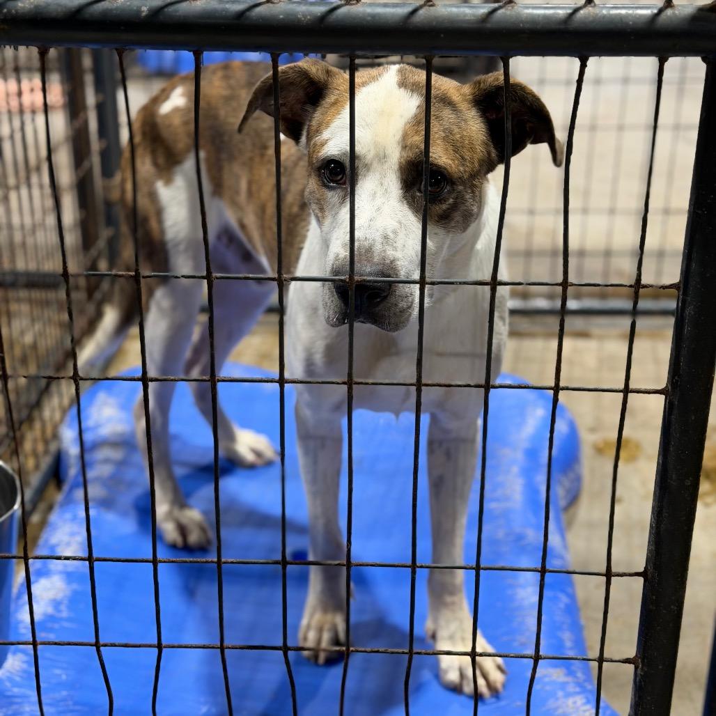 Enlarge Boog, a Adoptable mixed breed in Fort Smith, AR image 2/2