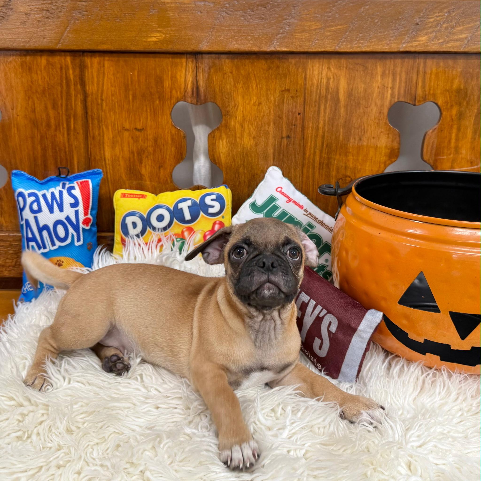 Enlarge Atlanta, a Adoptable mixed breed in East Sparta, OH image 1/3