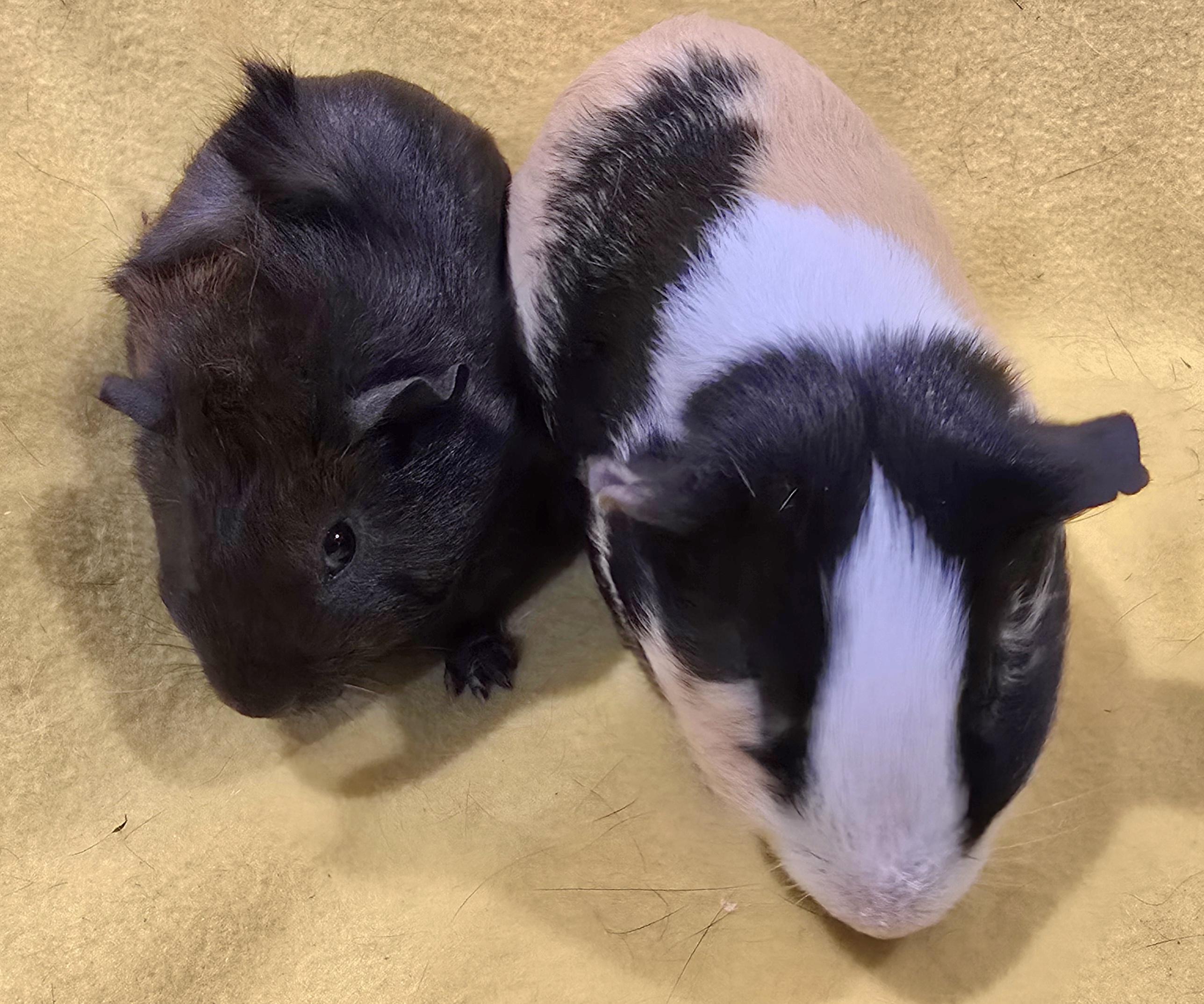 Derby and Toby, ADOPTABLE, Young Male Guinea Pig.