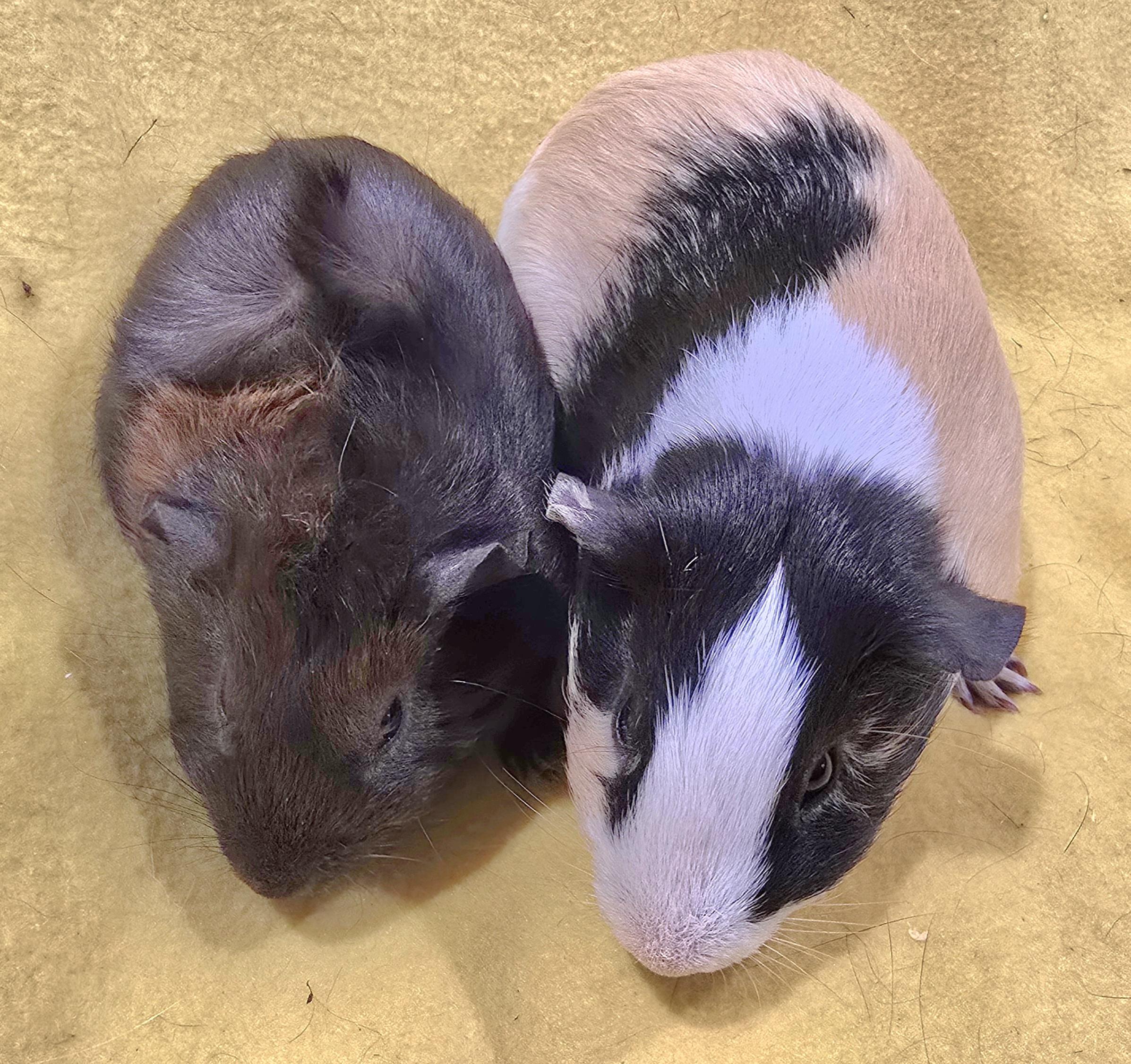 Enlarge Derby and Toby, a ADOPTABLE Guinea Pig in New Kensington, PA image 2/3