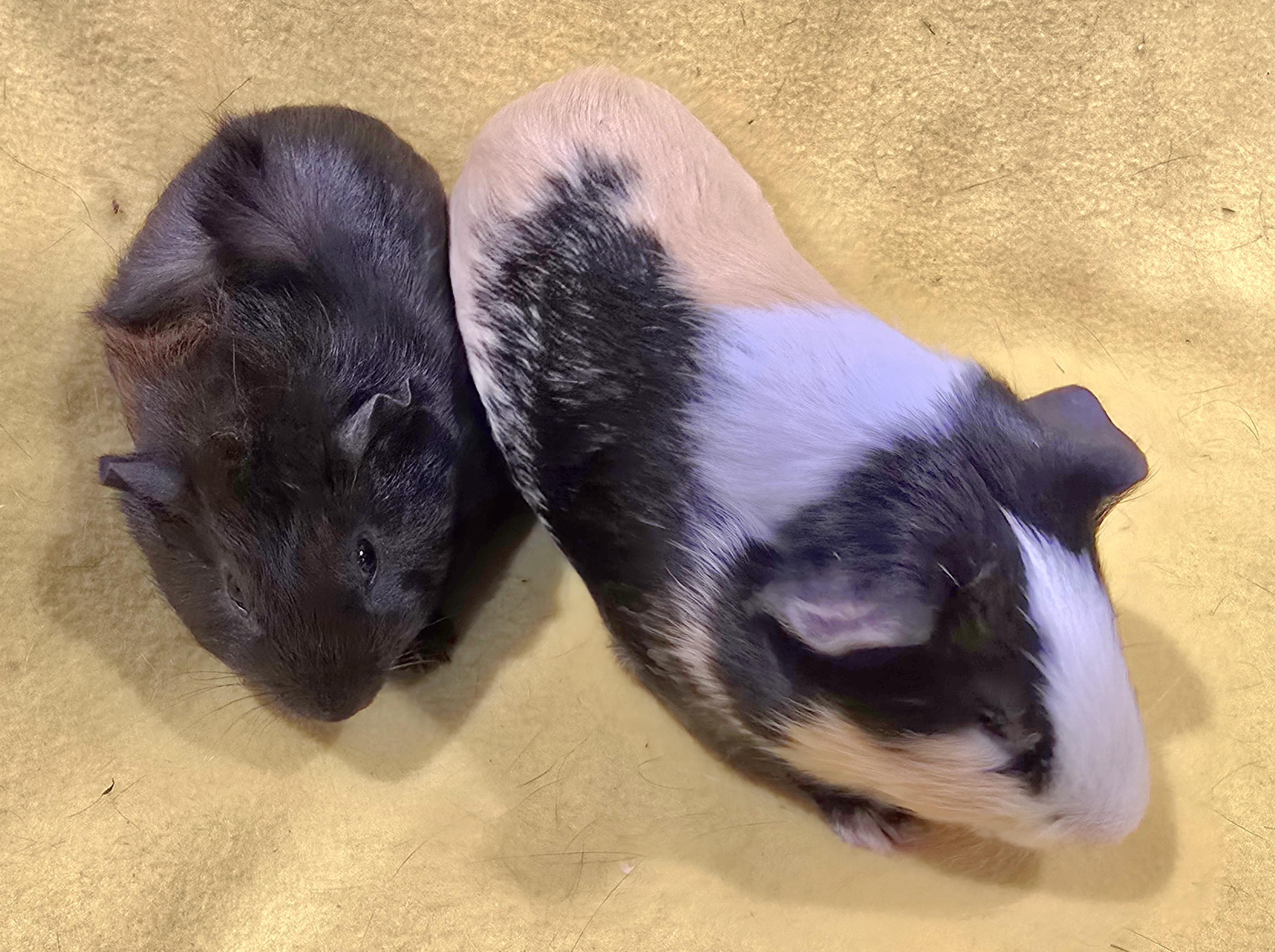 Enlarge Derby and Toby, a ADOPTABLE Guinea Pig in New Kensington, PA image 3/3