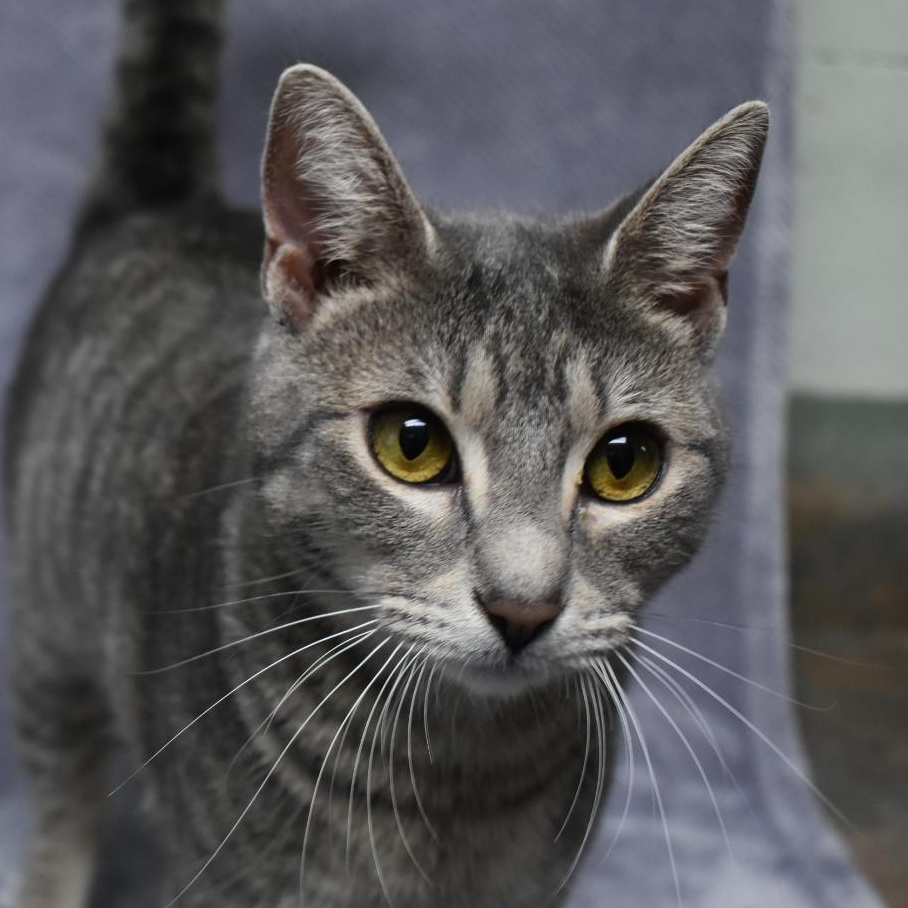 Coconut, an adoptable Domestic Short Hair in Valdosta, GA, 31601 | Photo Image 2