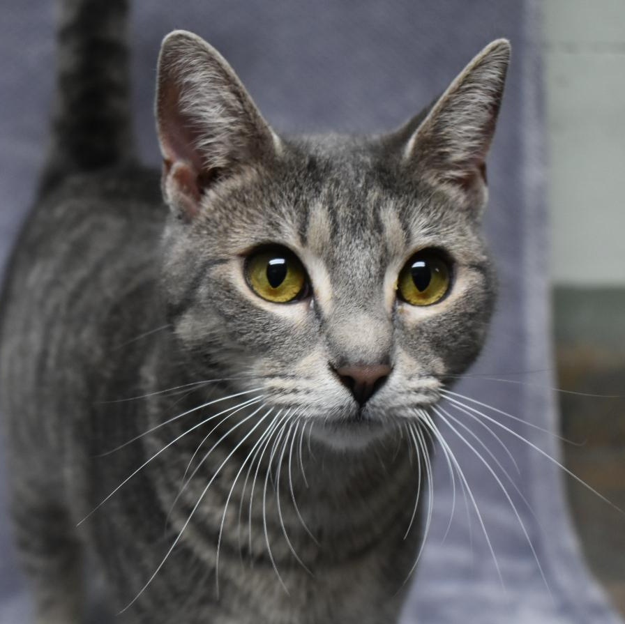 Coconut, an adoptable Domestic Short Hair in Valdosta, GA, 31601 | Photo Image 1