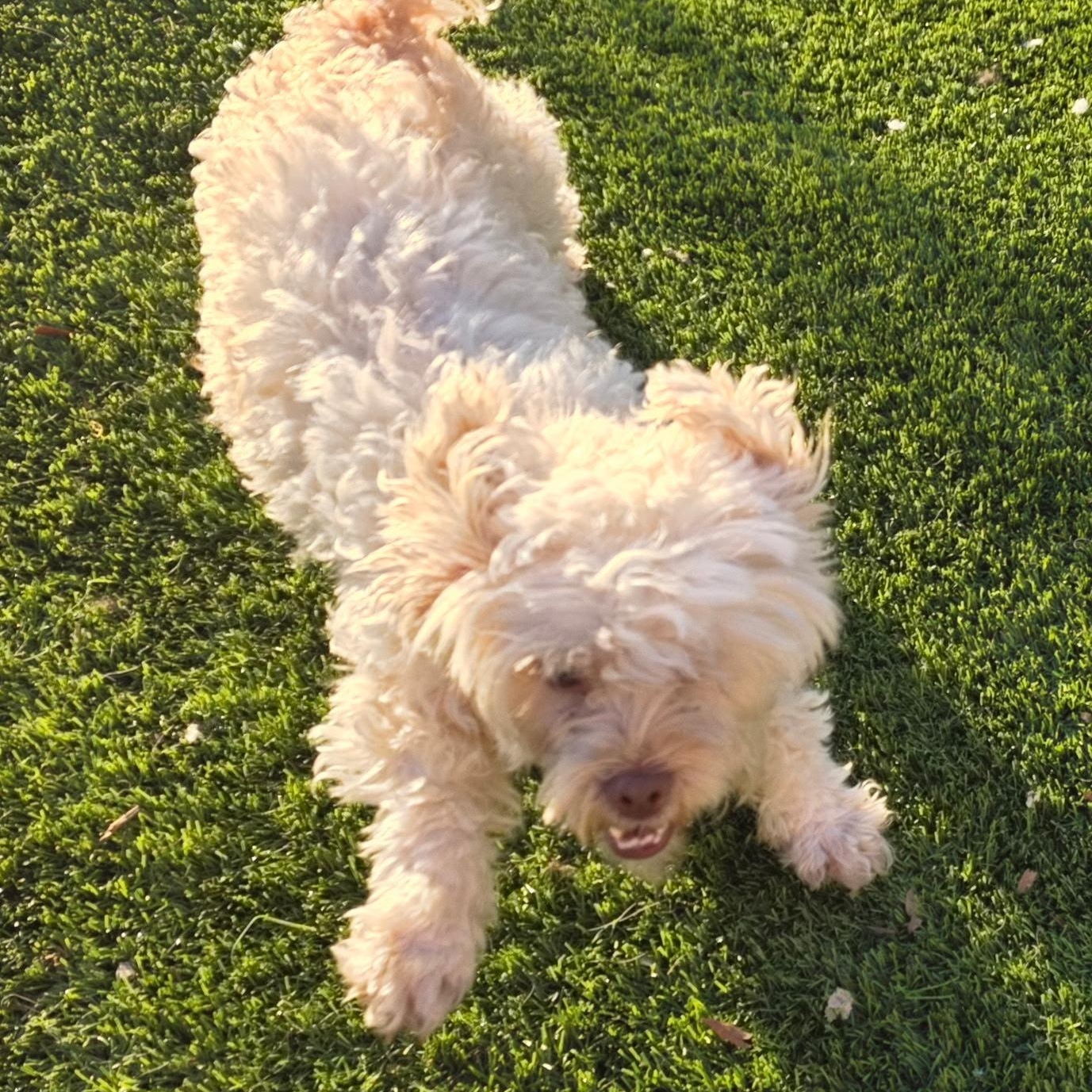 Enlarge Charlotte, an adopted Shih Tzu in Anderson, SC image 3/4