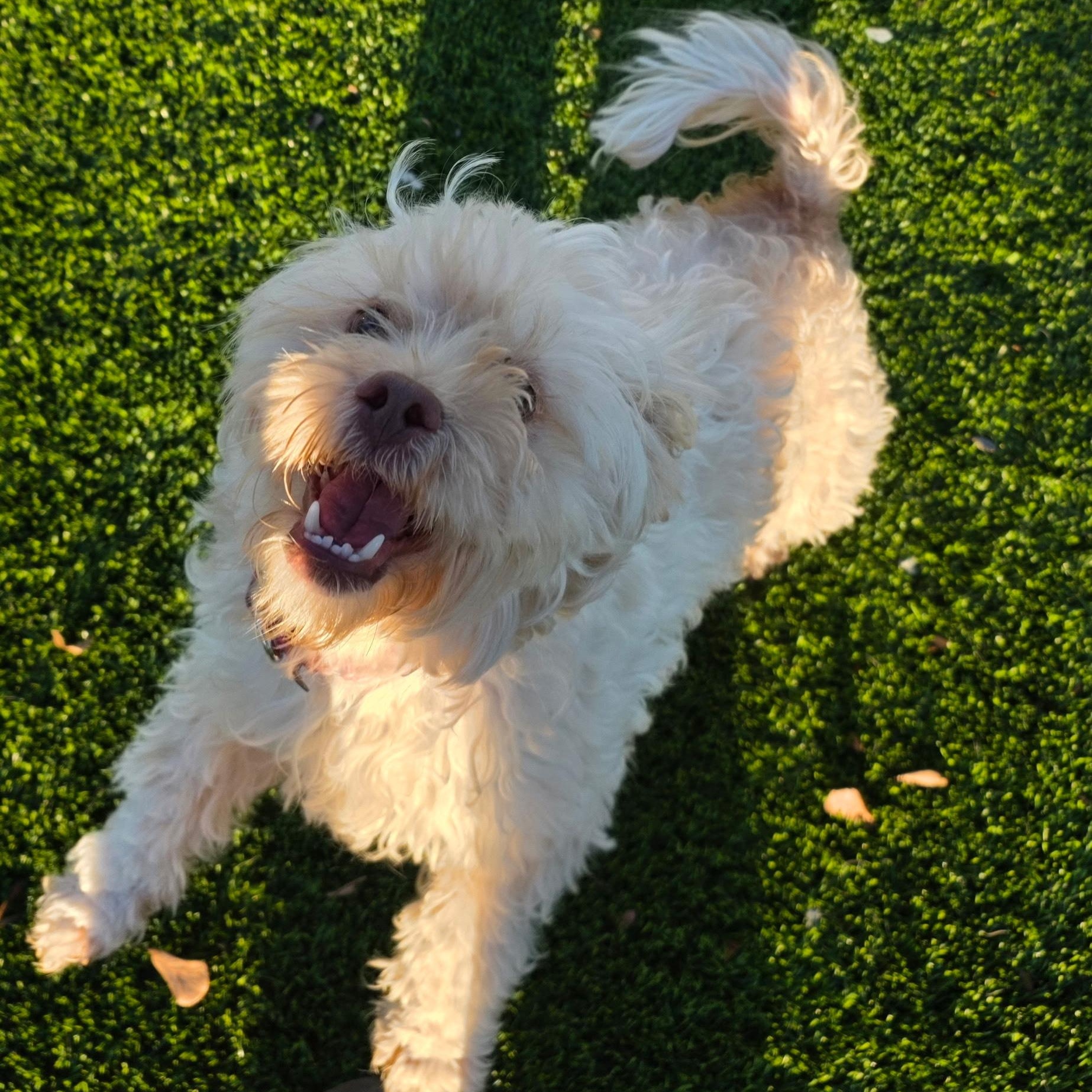 Charlotte, adopted, Young Female Shih Tzu.