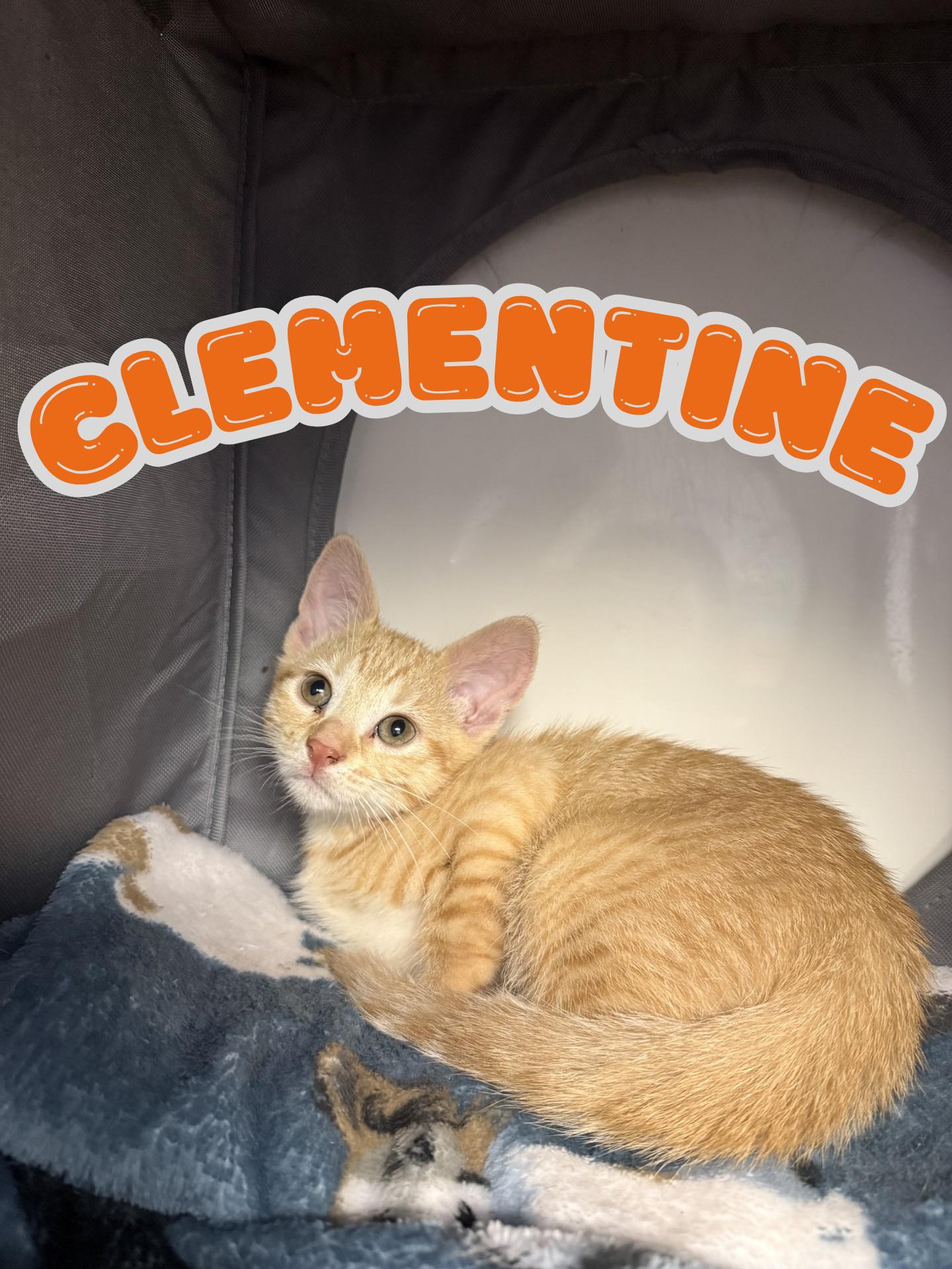 Enlarge Clemetine, an adoptable Domestic Short Hair in Orleans, VT image 1/1