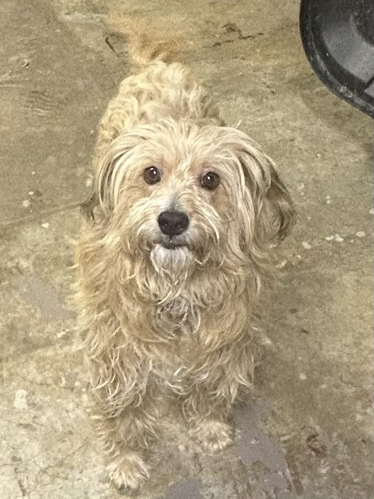 GRACIE (ohiosdrescue@gmail.com), a ADOPTABLE mixed breed in Rossford, OH image 4/5
