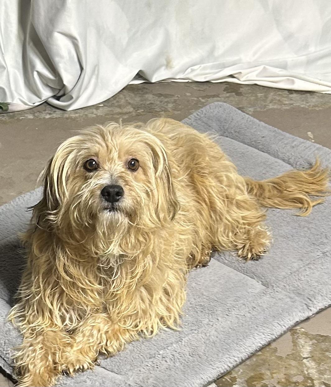 GRACIE (ohiosdrescue@gmail.com), a ADOPTABLE mixed breed in Rossford, OH image 2/5