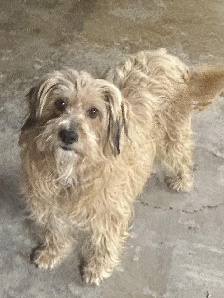 GRACIE (ohiosdrescue@gmail.com), ADOPTABLE, Adult Female Lhasa Apso.
