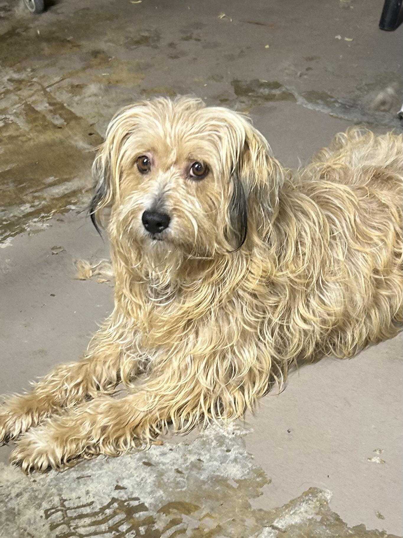 GRACIE (ohiosdrescue@gmail.com), a ADOPTABLE mixed breed in Rossford, OH image 5/5
