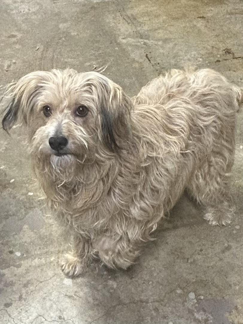 GRACIE (ohiosdrescue@gmail.com), a ADOPTABLE mixed breed in Rossford, OH image 3/5