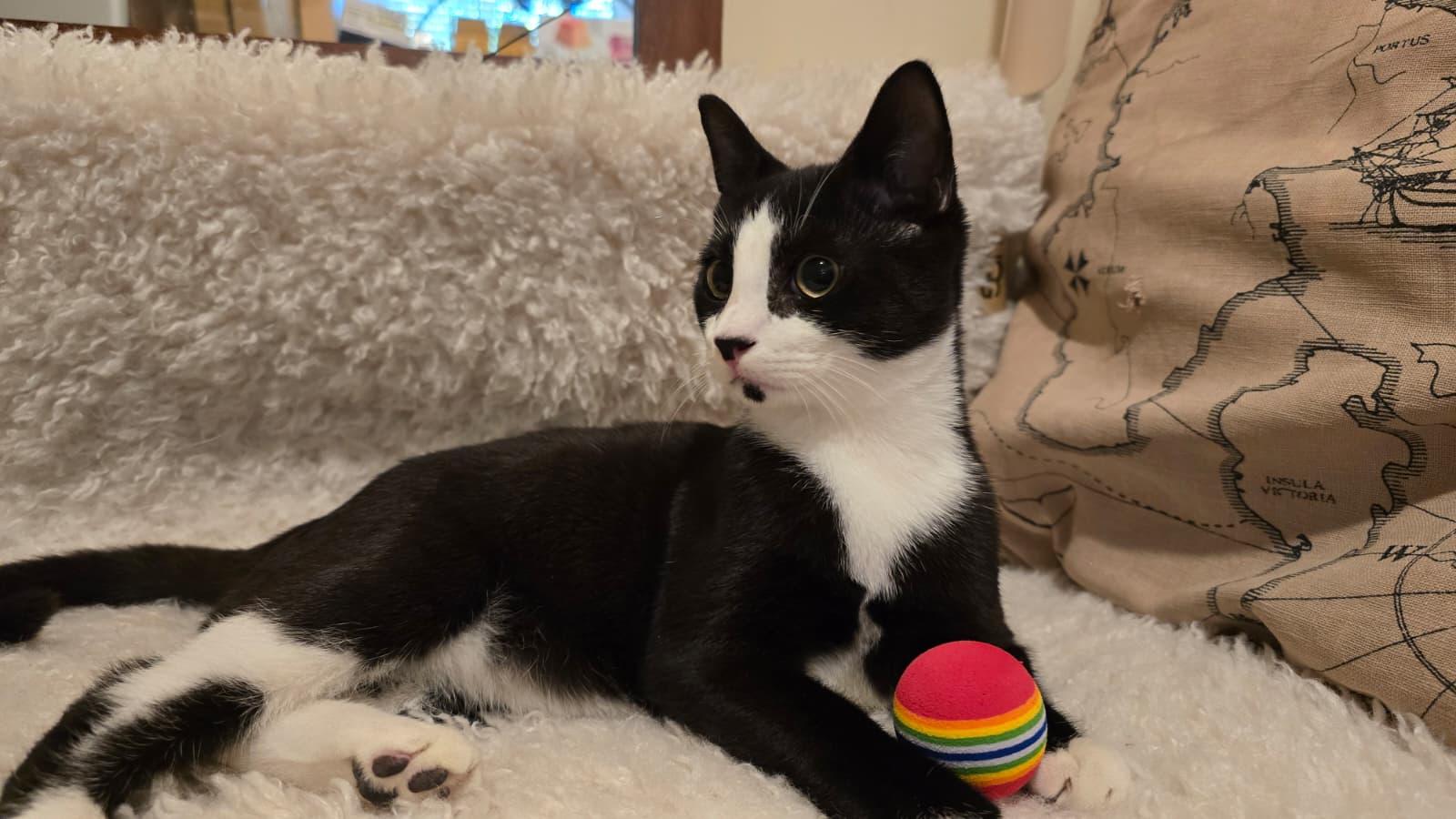 Enlarge Mickey, a Adoptable Domestic Short Hair in Wrightstown, NJ image 2/2