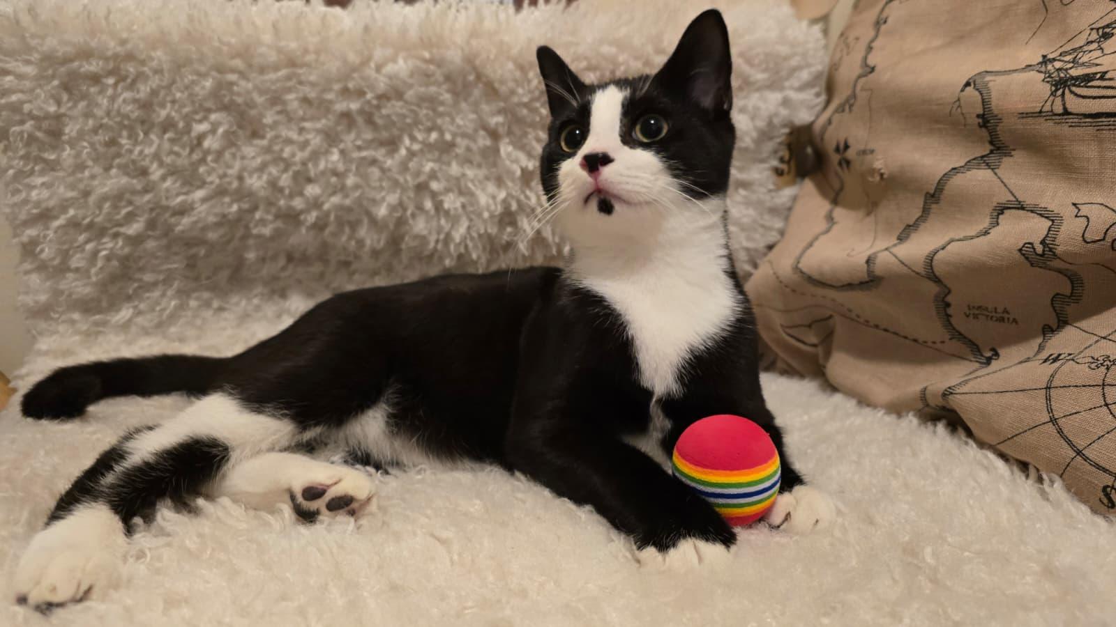 Mickey, Adoptable, Kitten Male Domestic Short Hair.