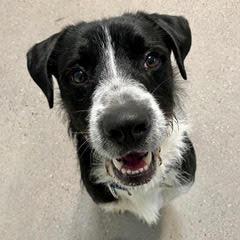 Scruffy — thumbnail 2