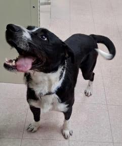 Scruffy — thumbnail 3