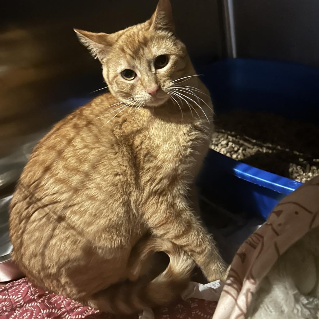 Enlarge Ms marmalade, a Adoptable Domestic Short Hair in Veneta, OR image 1/2