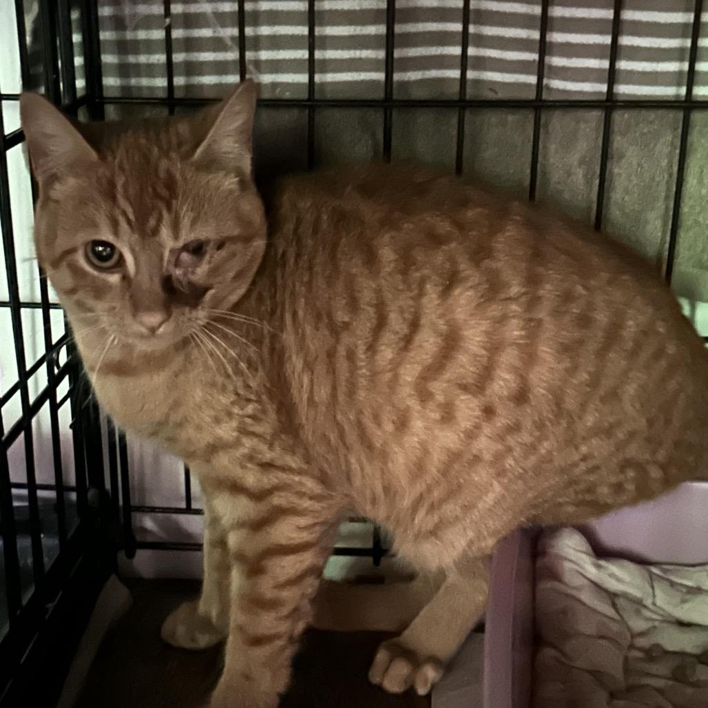 Enlarge Ms marmalade, a Adoptable Domestic Short Hair in Veneta, OR image 2/2