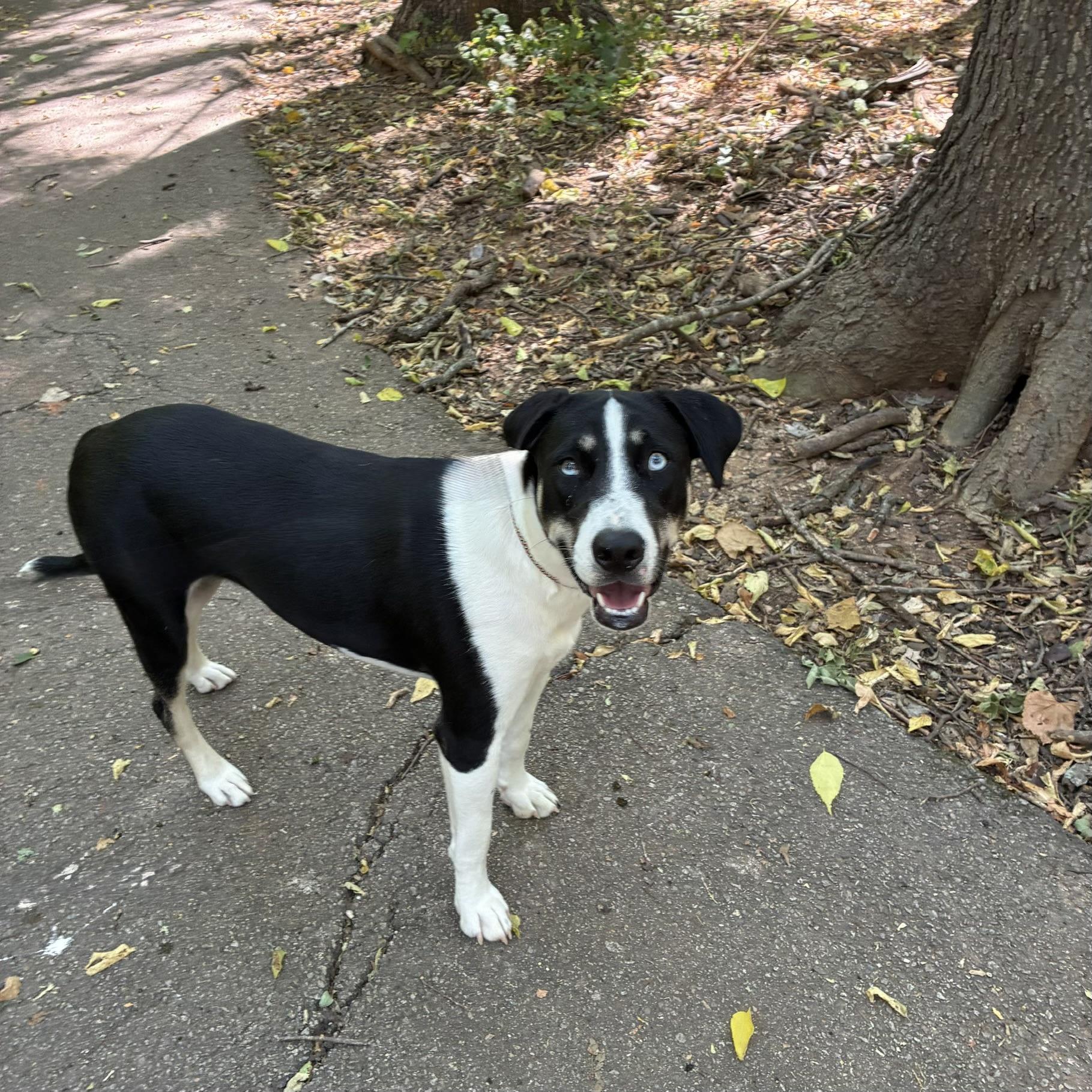 Enlarge Elizabeth, a Adoptable mixed breed in Noble, OK image 2/6