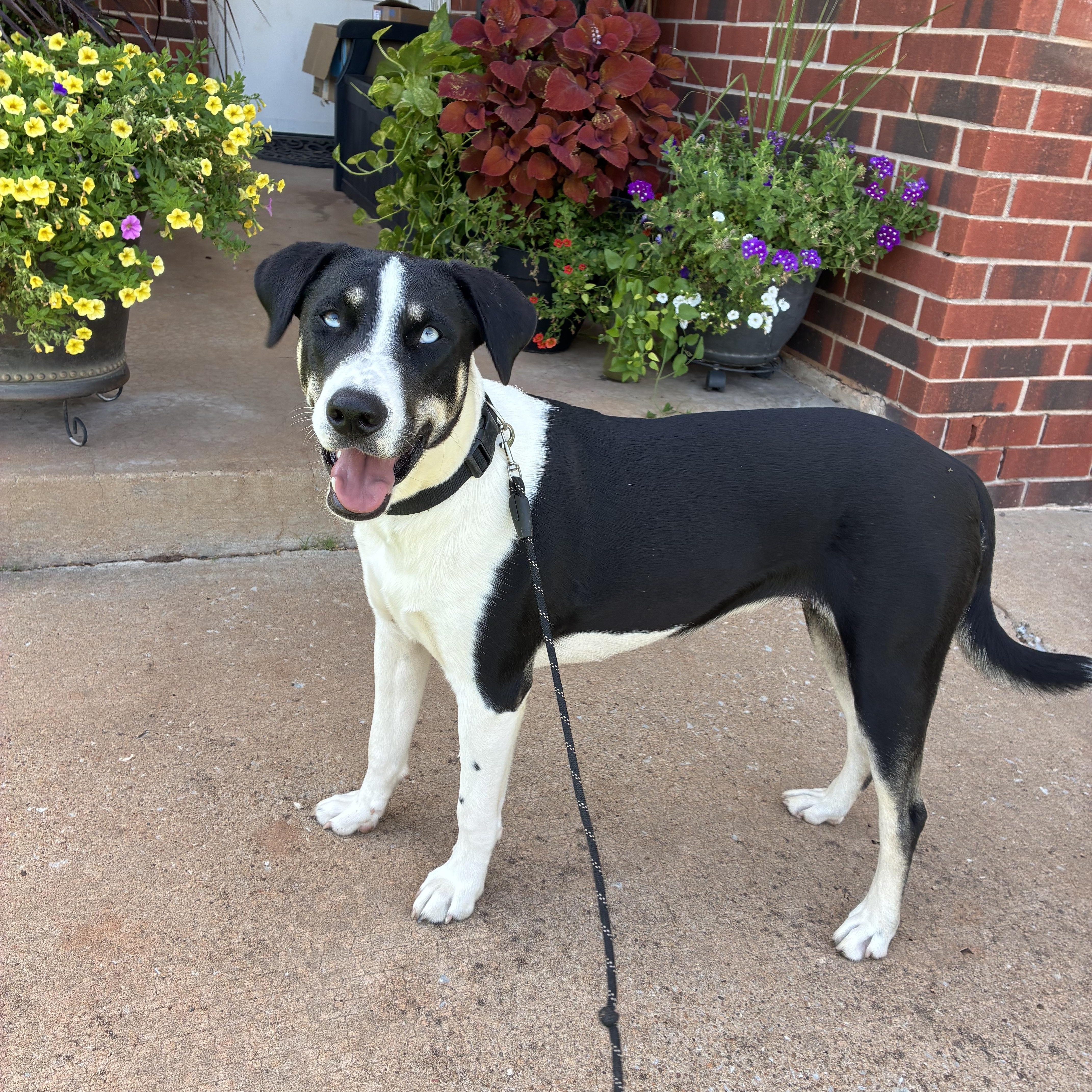 Enlarge Elizabeth, a Adoptable mixed breed in Noble, OK image 4/6