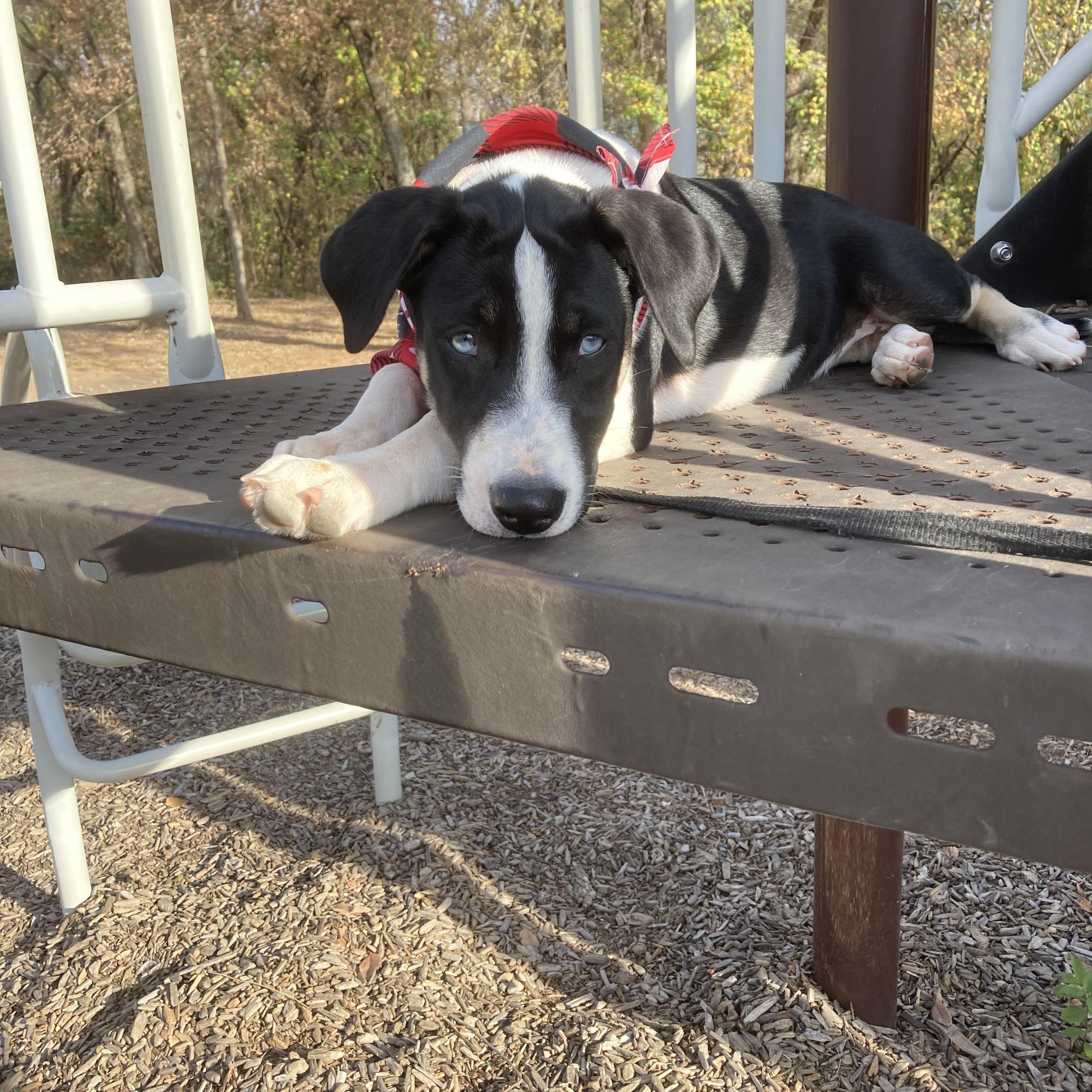 Enlarge Elizabeth, a Adoptable mixed breed in Noble, OK image 5/6