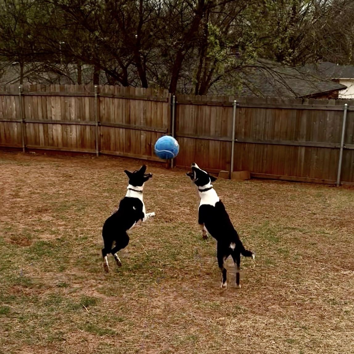 Enlarge Elizabeth, a Adoptable mixed breed in Noble, OK image 6/6