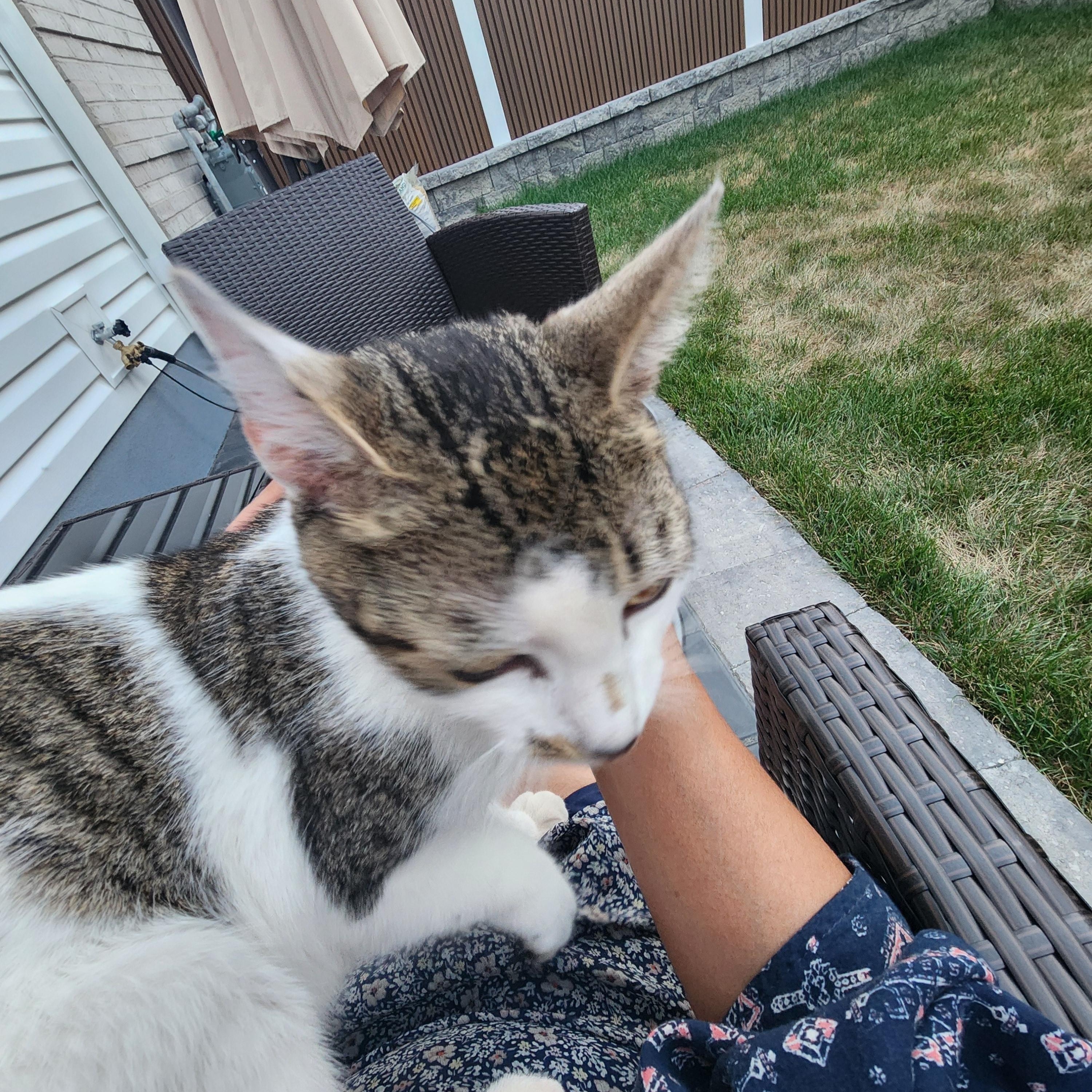 Jackie Onassis, adopted, Young Female American Shorthair.