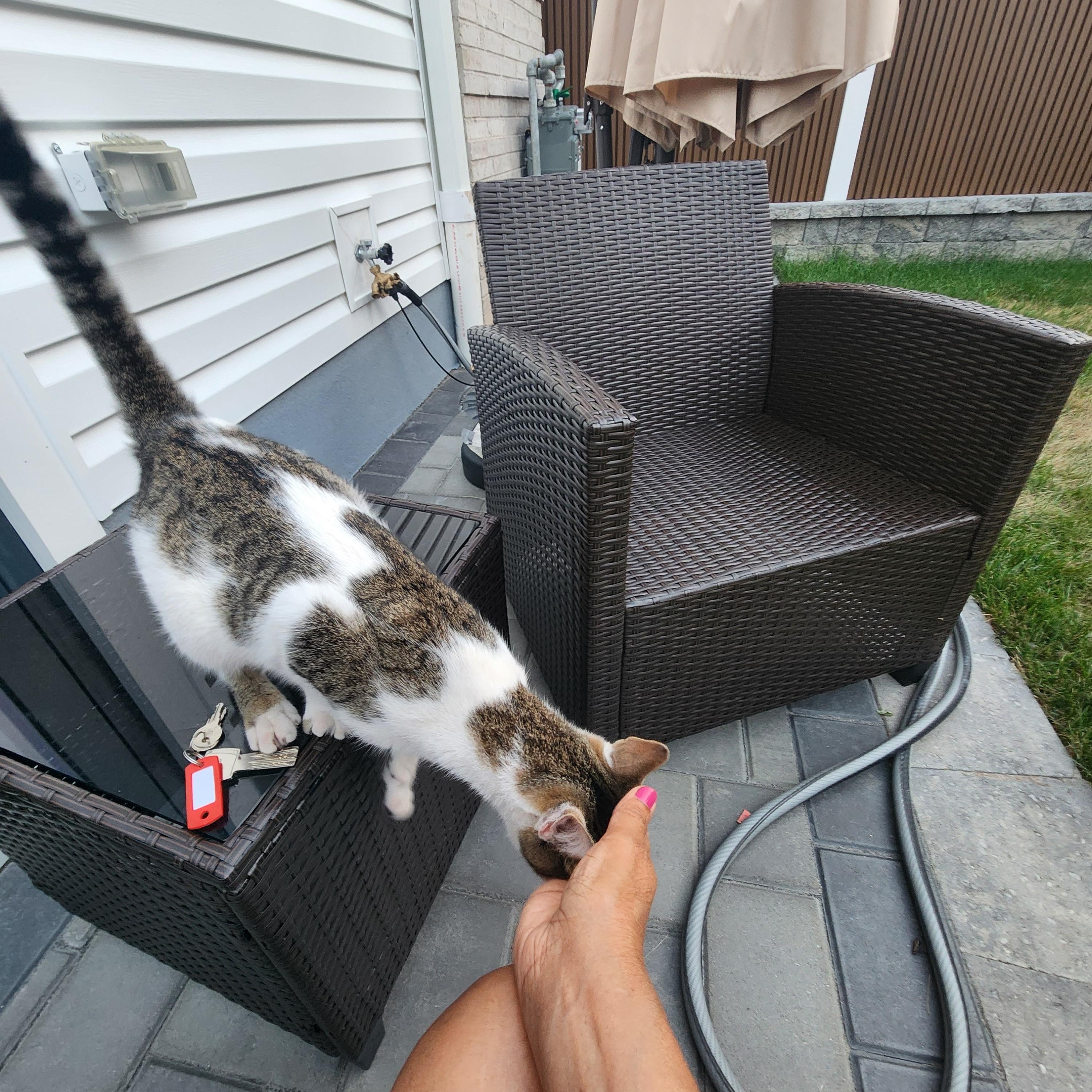 Enlarge Jackie Onassis, an adopted American Shorthair in Jersey City, NJ image 5/5