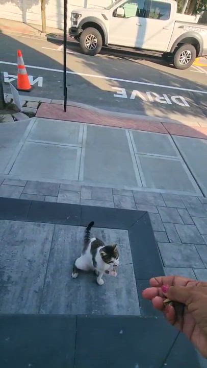 Enlarge Jackie Onassis, an adopted American Shorthair in Jersey City, NJ video 4/5