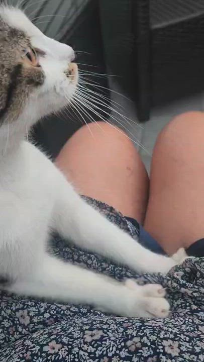 Enlarge Jackie Onassis, an adopted American Shorthair in Jersey City, NJ video 2/5