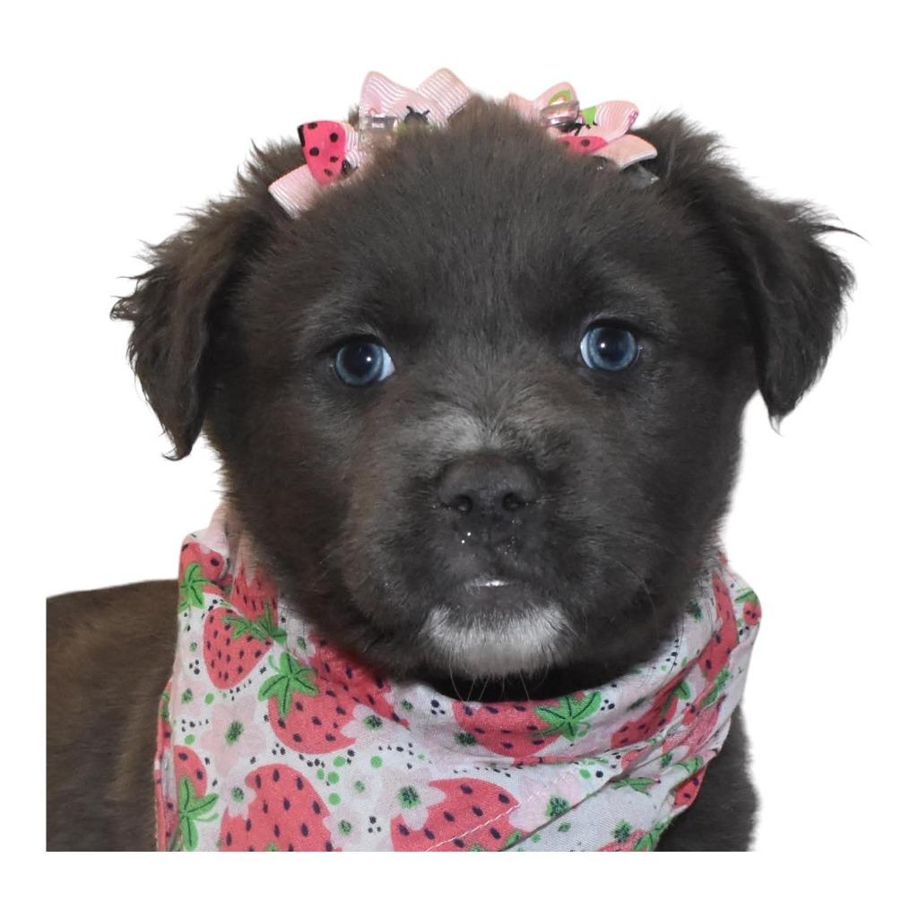 Enlarge Chocolate Chip, a Adoptable Terrier in Springfield, OH image 2/3