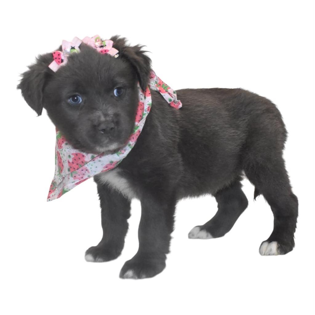 Enlarge Chocolate Chip, a Adoptable Terrier in Springfield, OH image 3/3